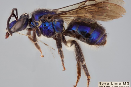 [Ariphanarthra palpalis female (lateral/side view) thumbnail]